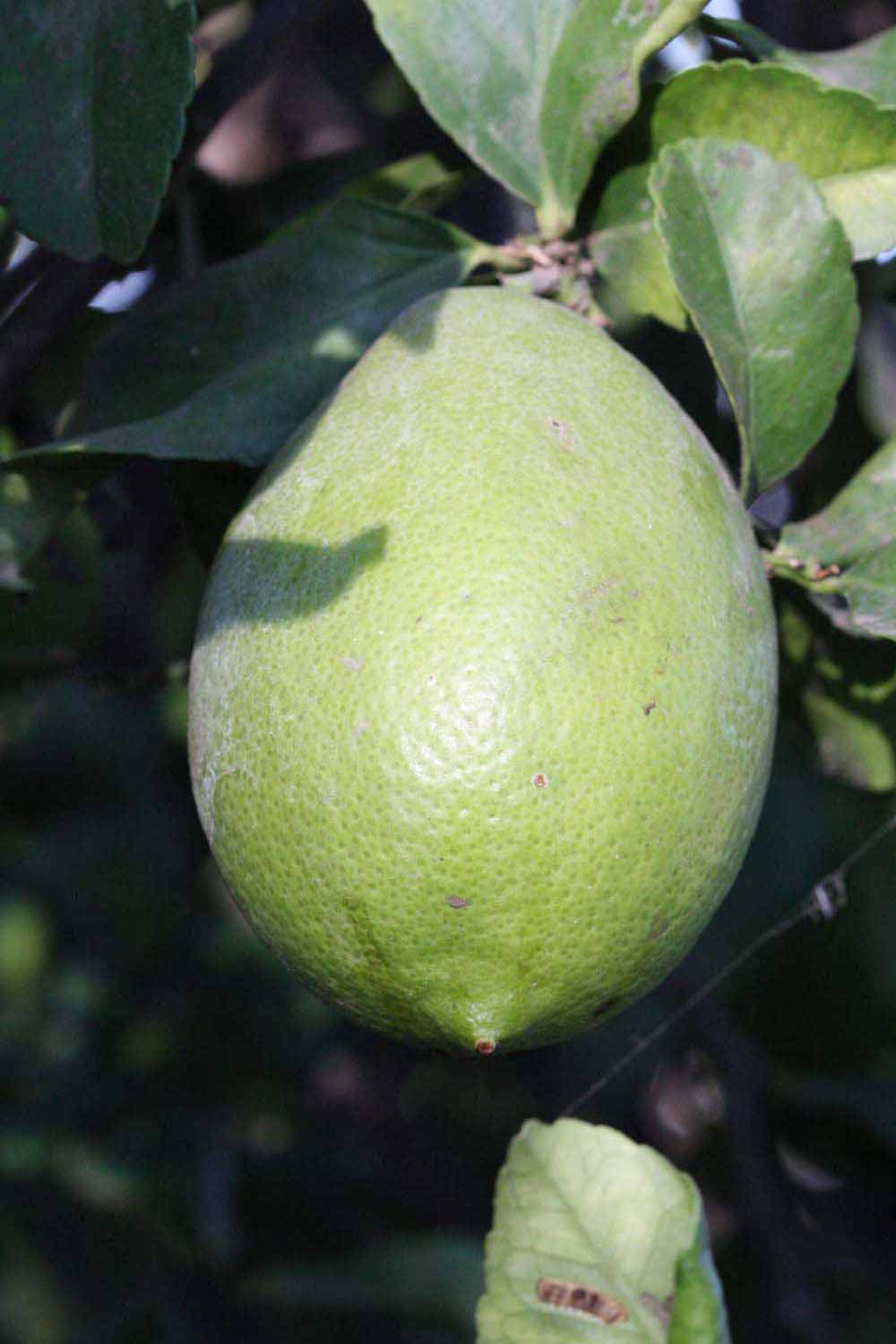            Immature fruit (Riverside, CA)   